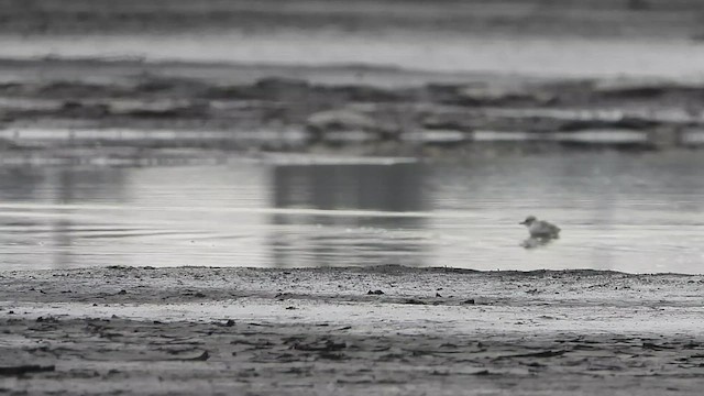 Snowy Plover - ML621317517
