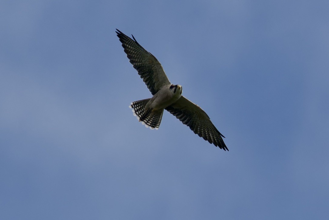 Lanner Falcon - ML621317539