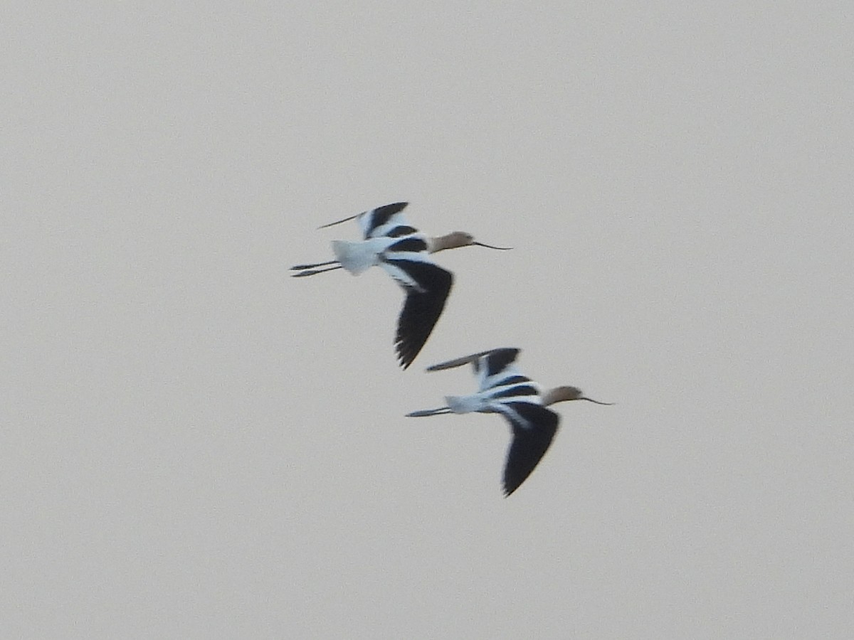 American Avocet - Chad Wilson