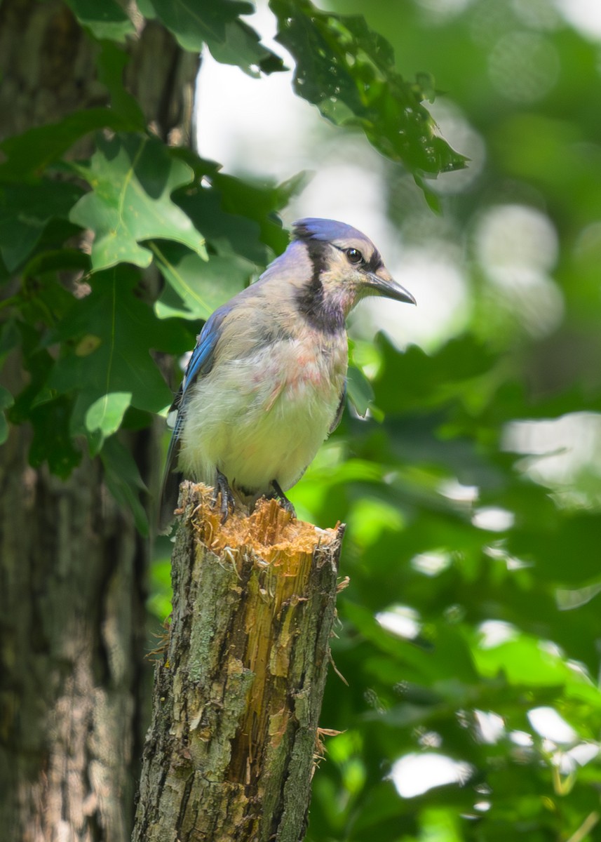 Blue Jay - ML621317547