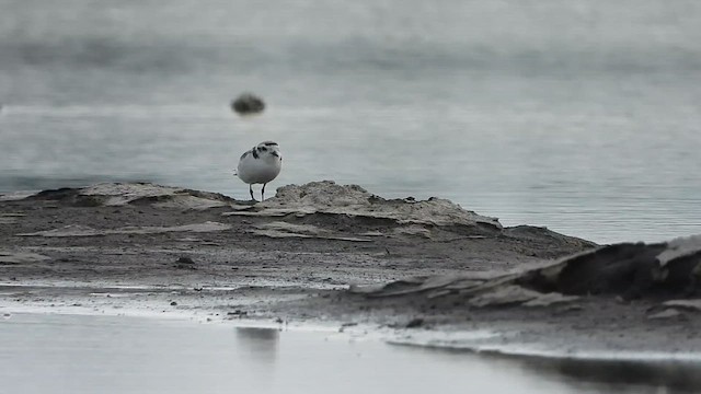 Snowy Plover - ML621317567