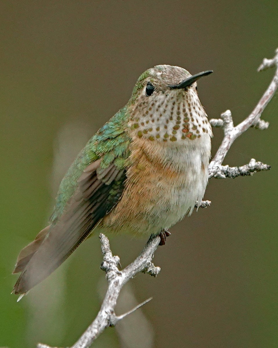 Широкохвостый колибри - ML621317645