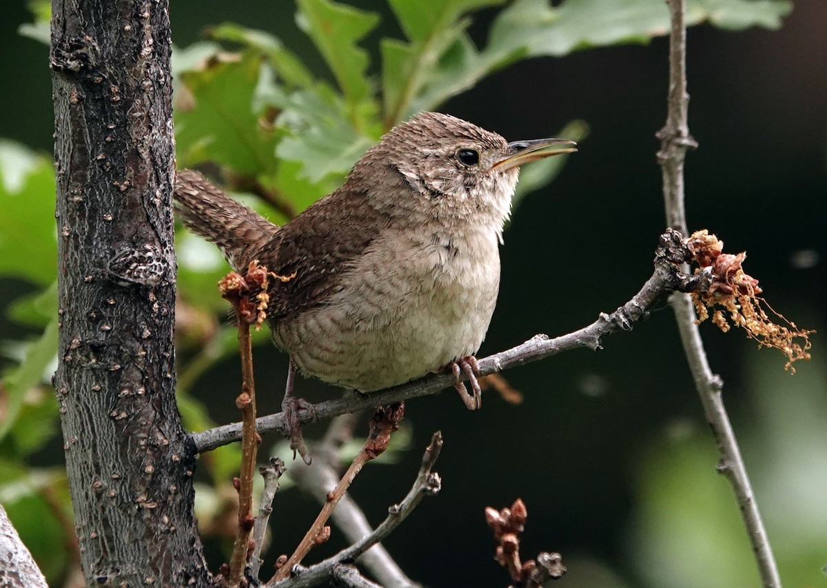 Northern House Wren - ML621317650