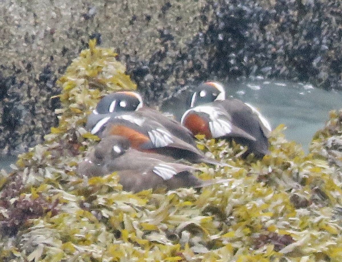 Harlequin Duck - Mark A. Brogie