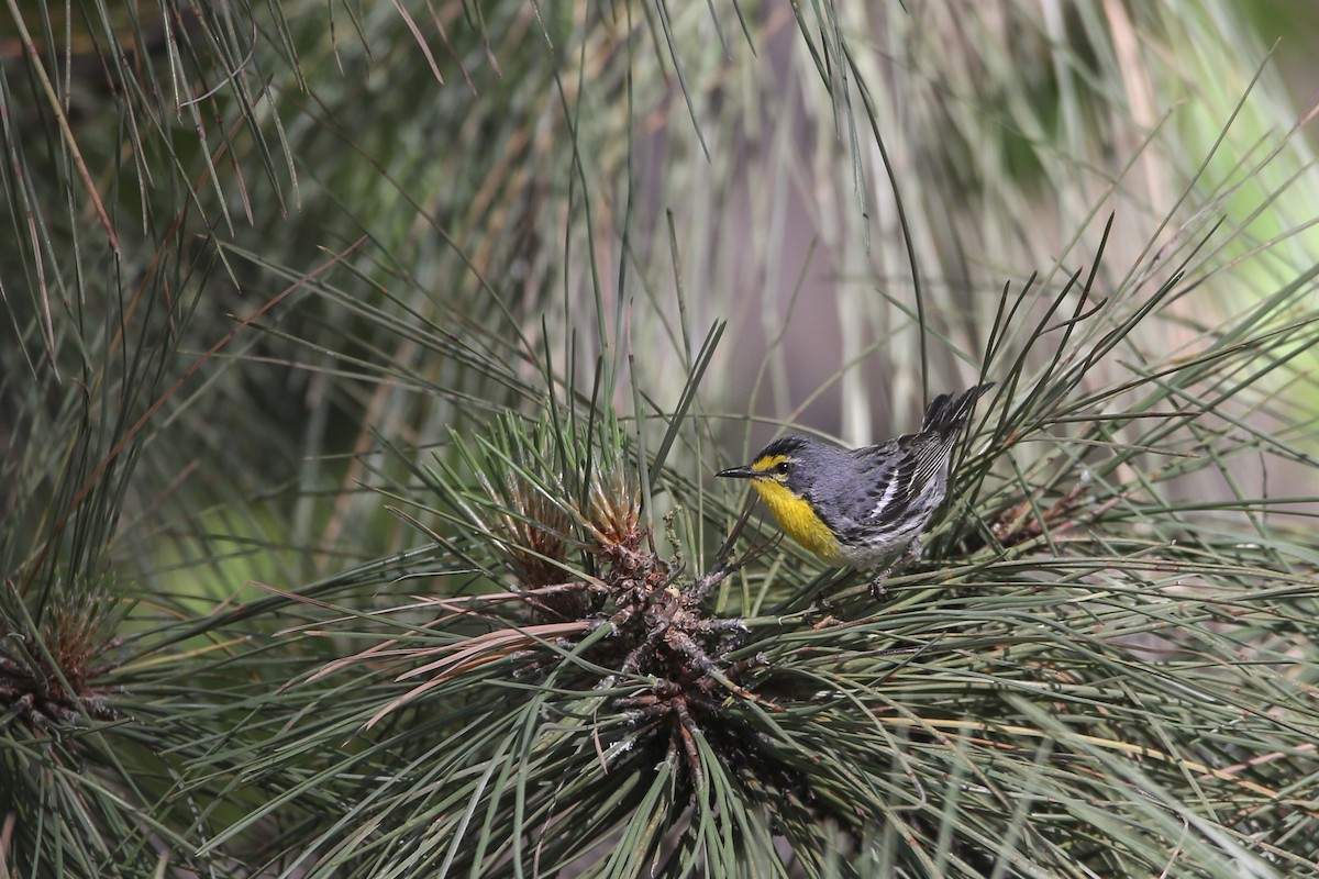 Grace's Warbler - Meirwyn Walters