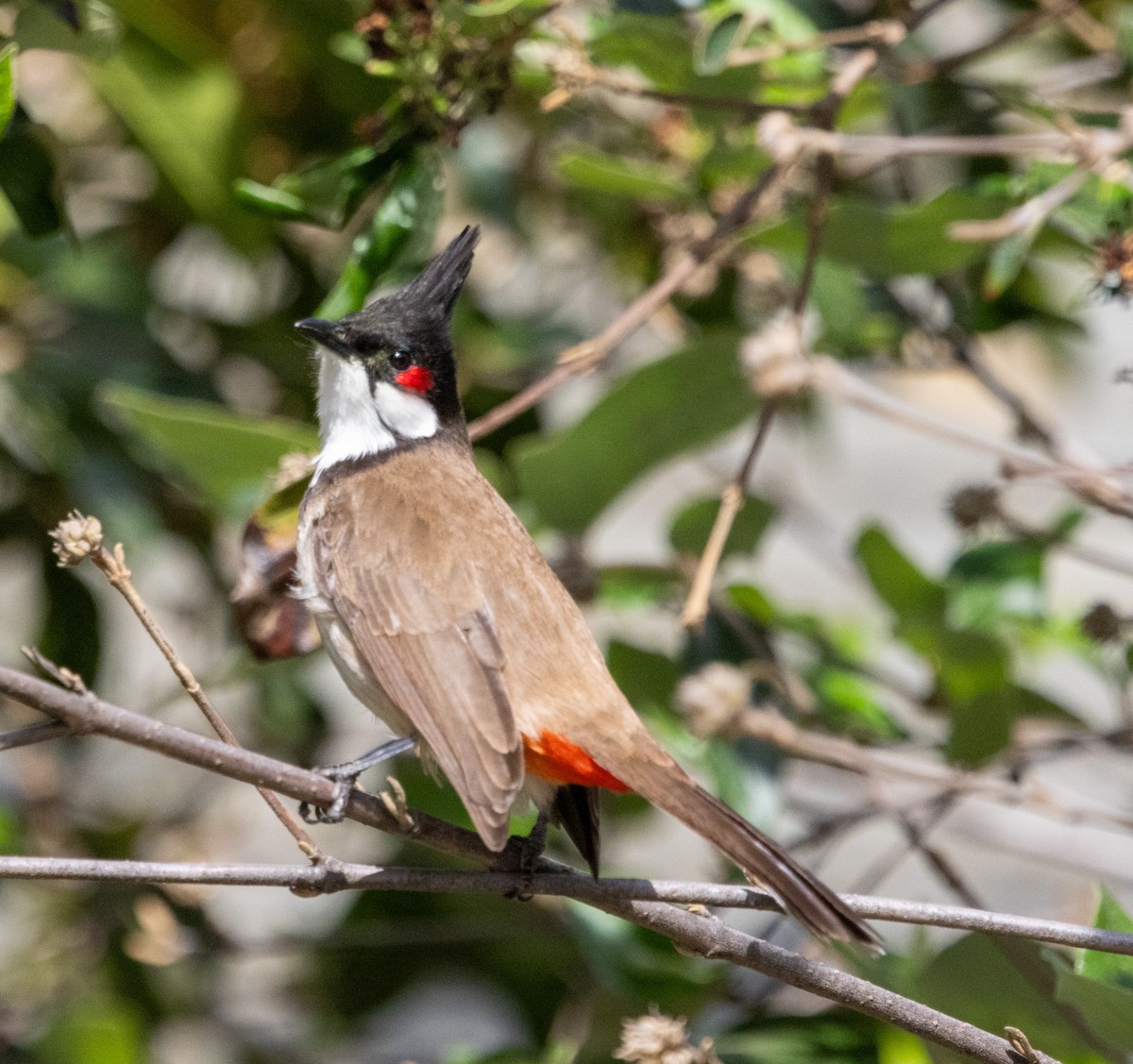 Bulbul orphée - ML621317920