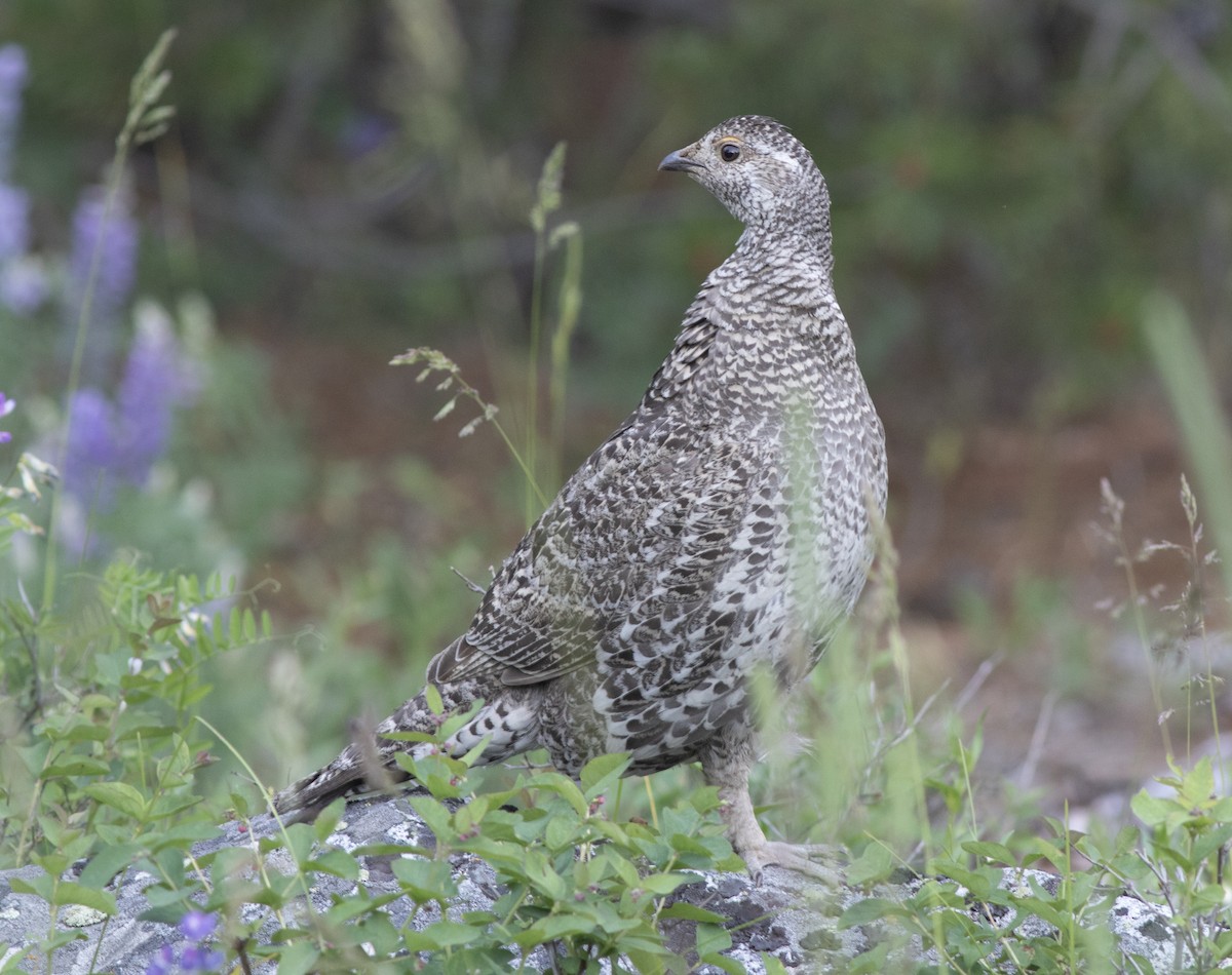 blåjerpe - ML621317943