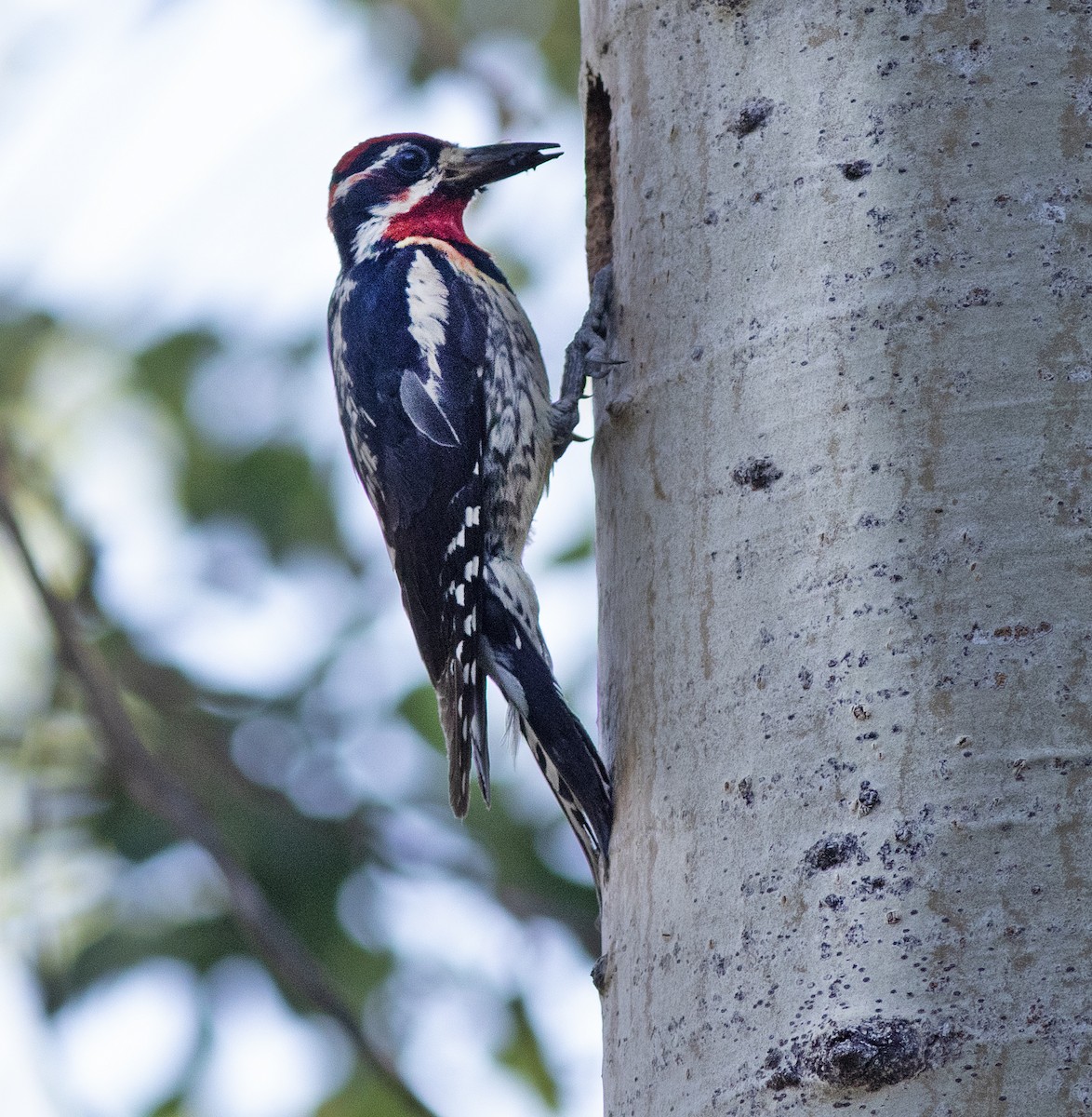 rødnakkesevjespett - ML621317956