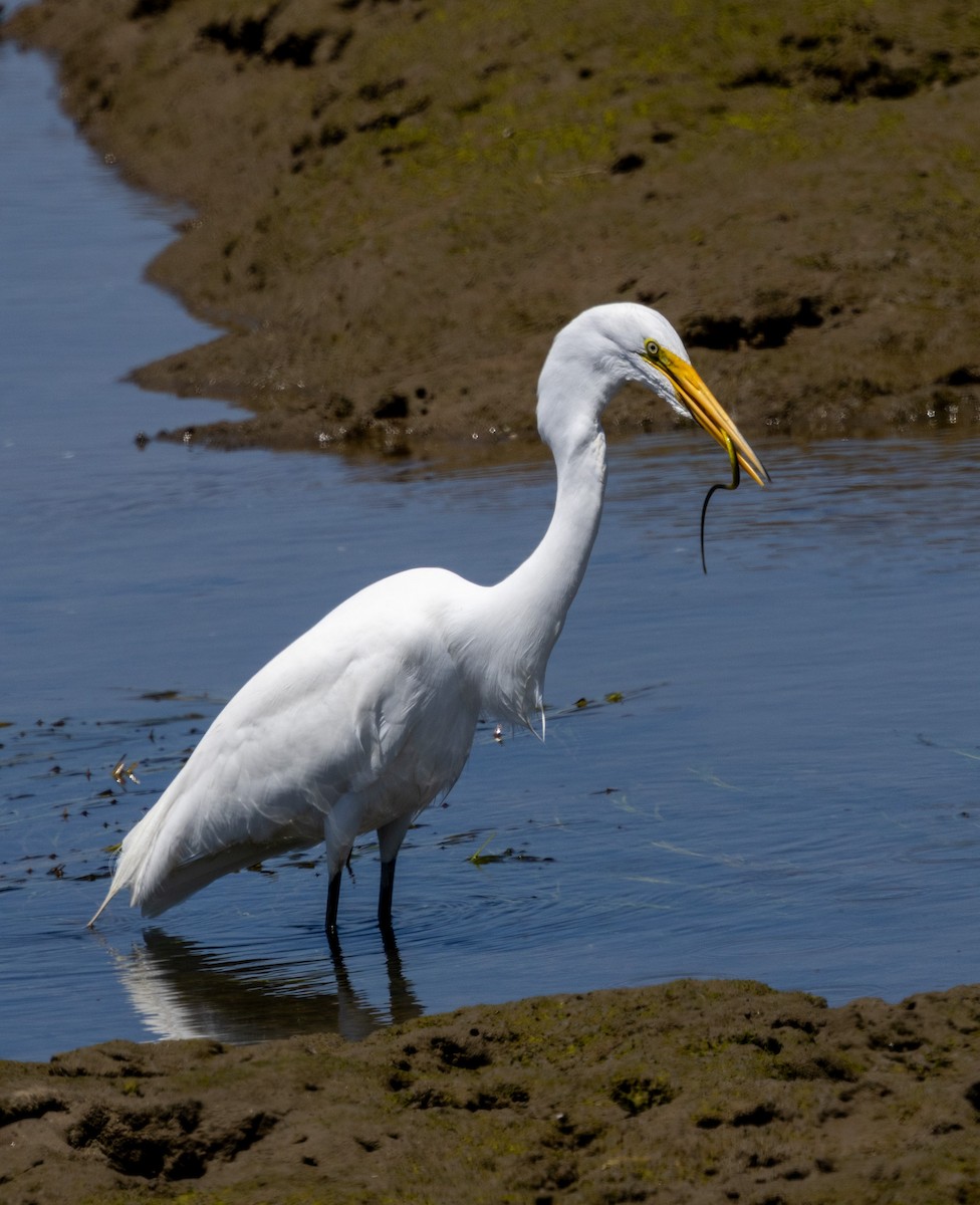 Grande Aigrette - ML621317973