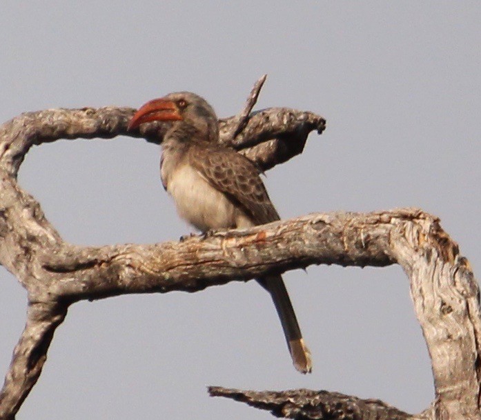 Bradfield's Hornbill - ML621318205