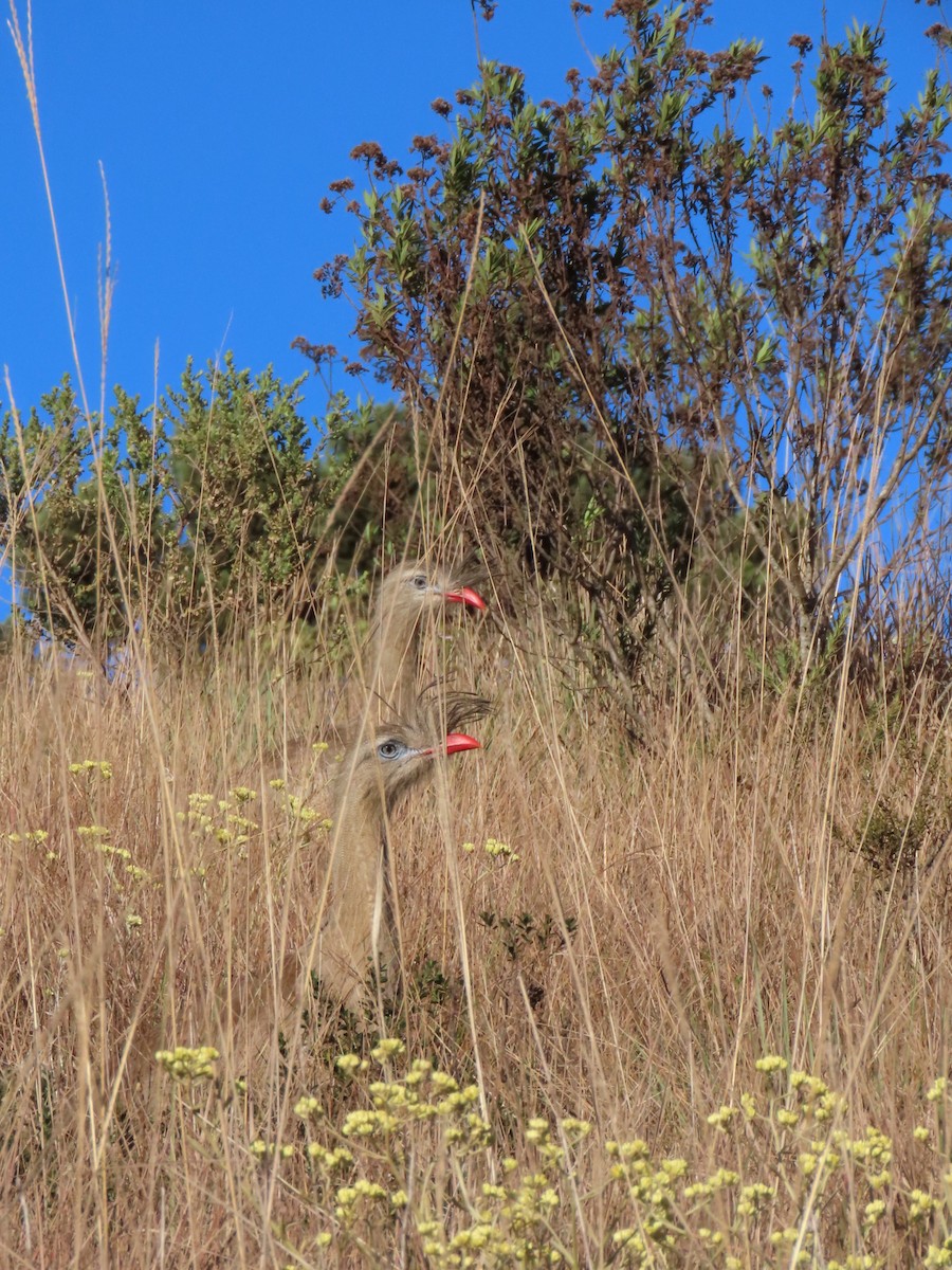 Red-legged Seriema - ML621318331