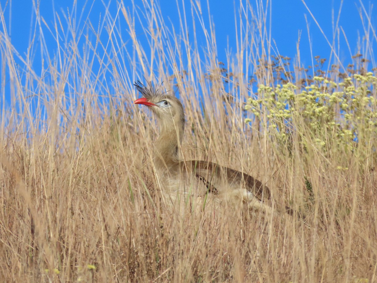 Red-legged Seriema - ML621318335