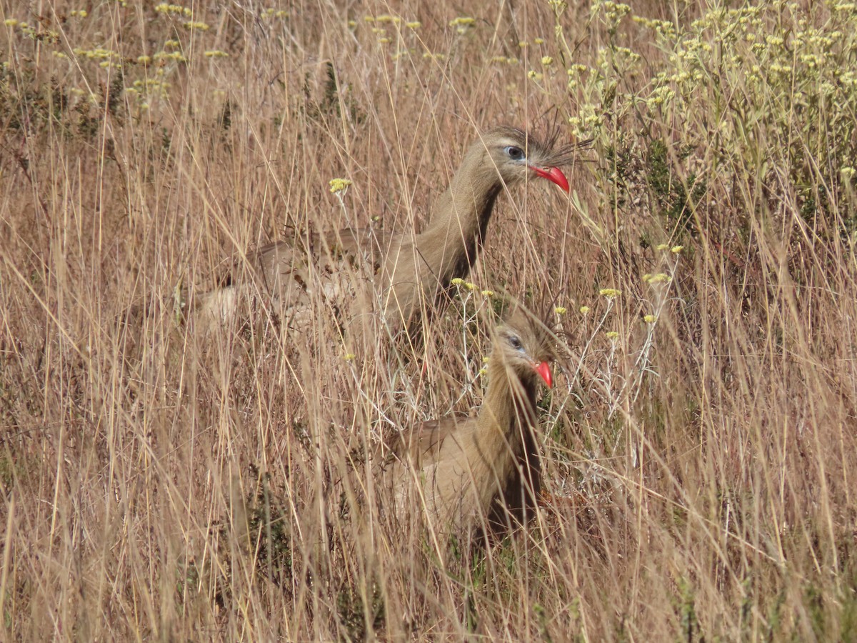 Red-legged Seriema - ML621318338