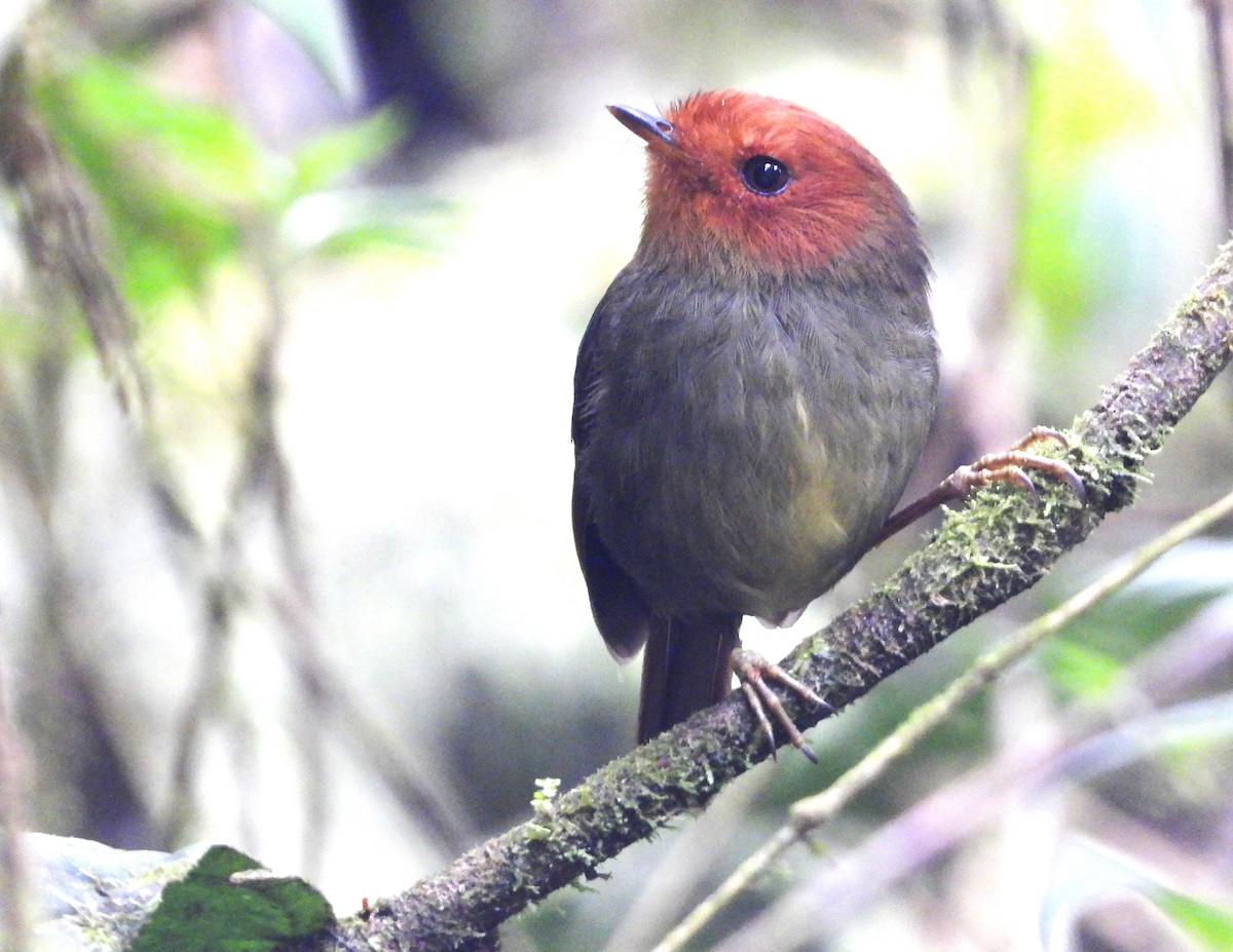 Rufous-headed Pygmy-Tyrant - ML621318375