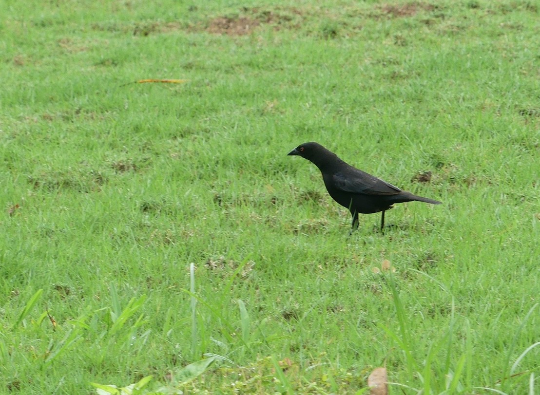 Melodious Blackbird - Luciano Ruggieri