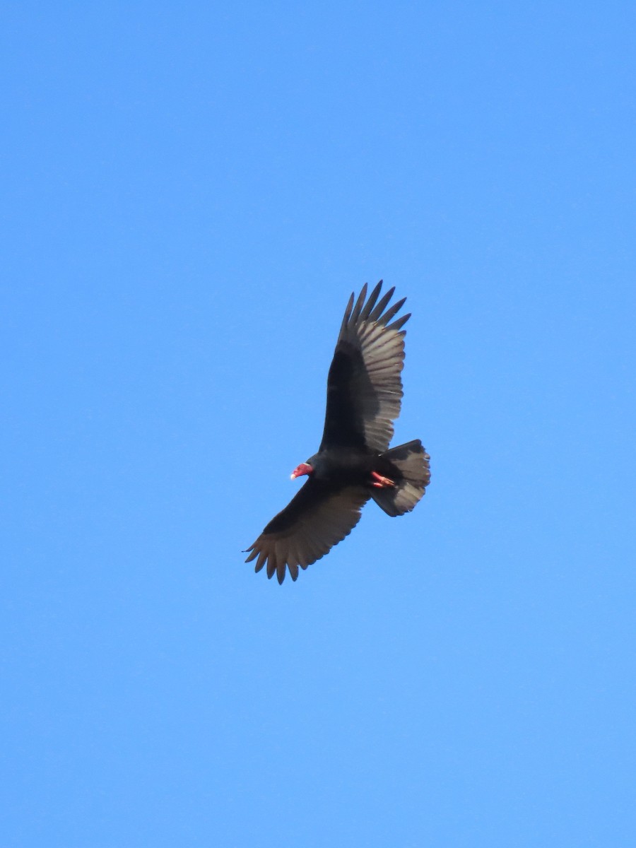 Turkey Vulture - ML621318397