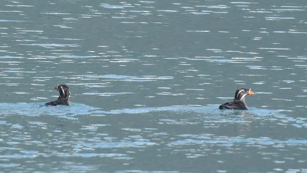 Rhinoceros Auklet - ML621318439