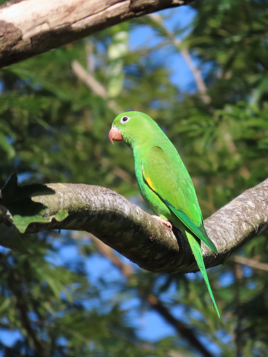 Yellow-chevroned Parakeet - Vitor Suzuki de Carvalho