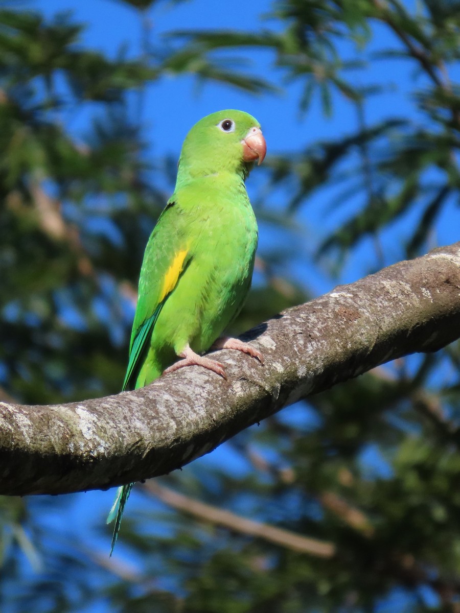 Yellow-chevroned Parakeet - Vitor Suzuki de Carvalho