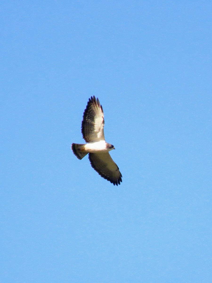 White-tailed Hawk - ML621318496