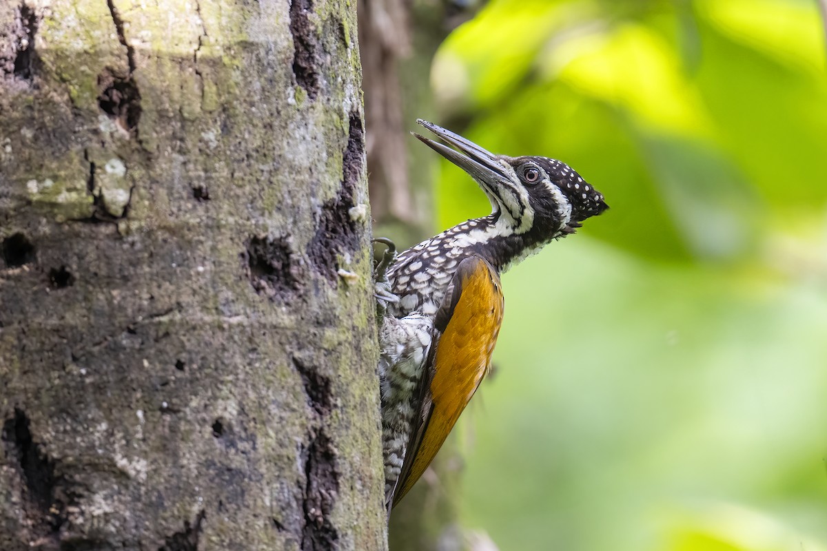 Greater Flameback - ML621318497