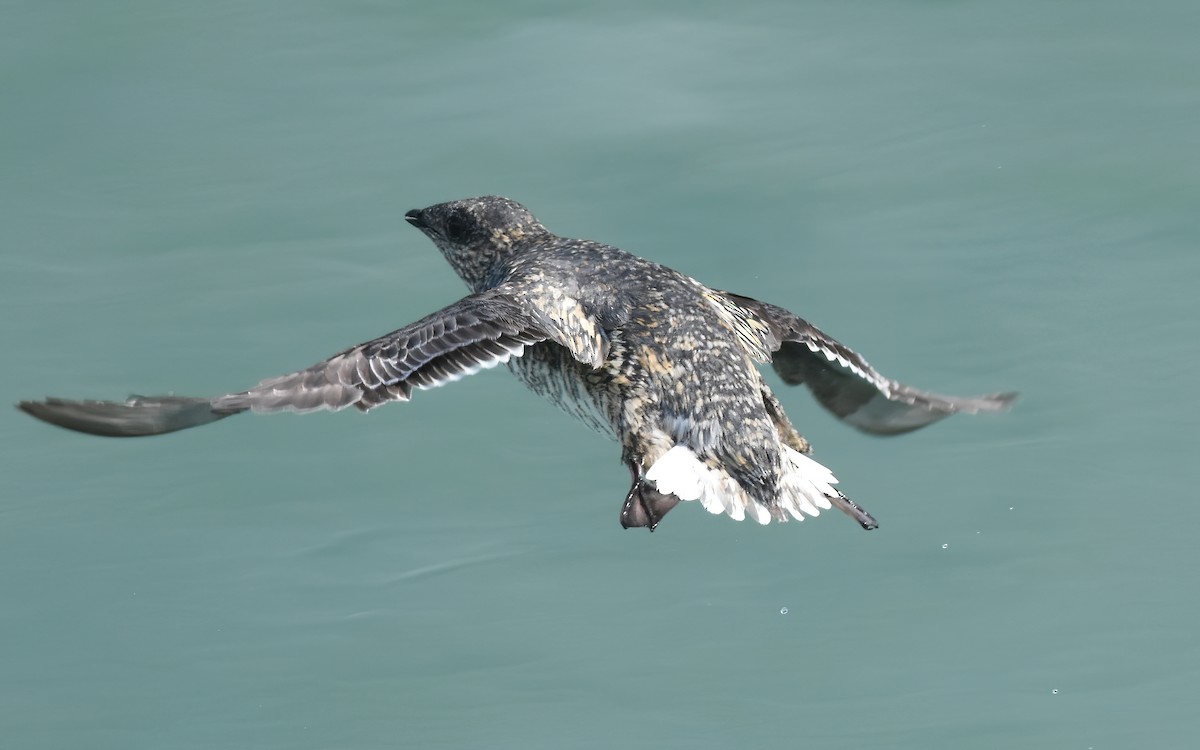 Kittlitz's Murrelet - ML621318518