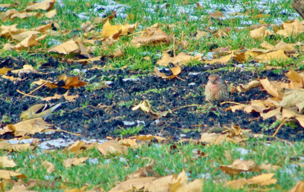 House Finch - ML621318532