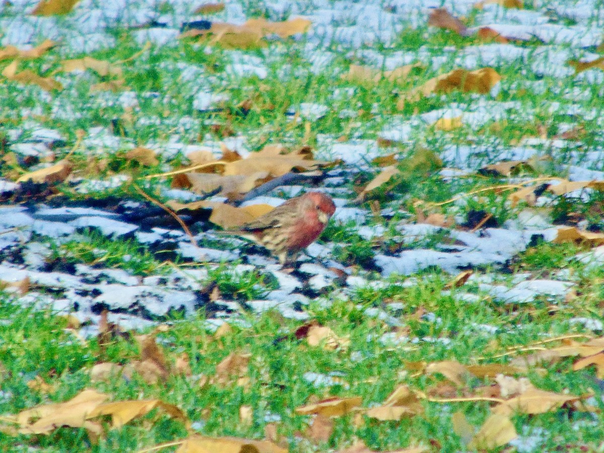 House Finch - ML621318540