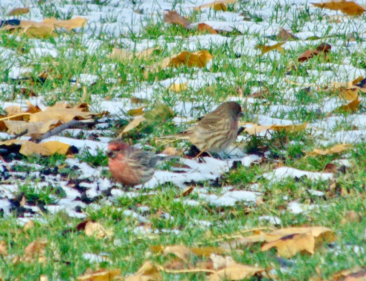 House Finch - ML621318544