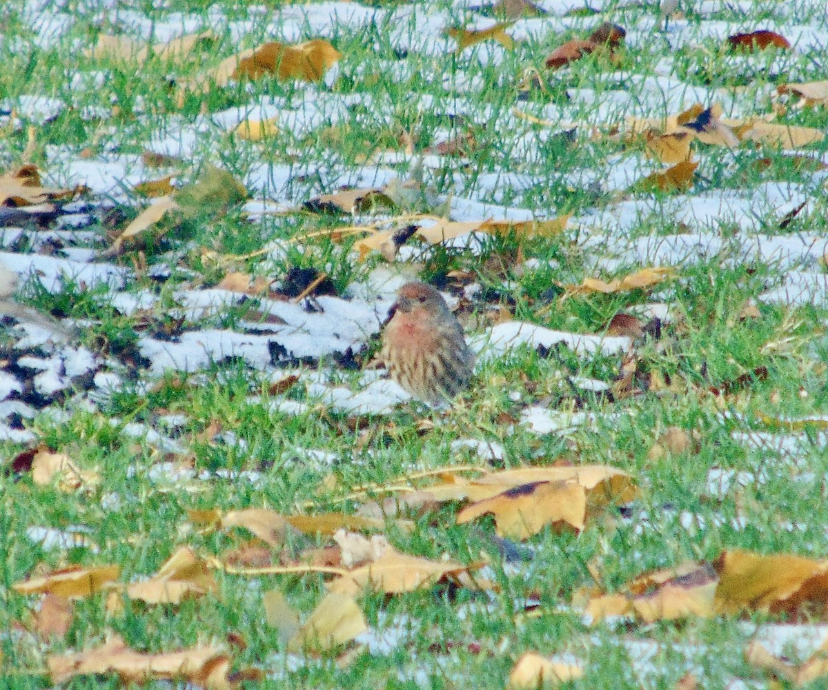 House Finch - ML621318556