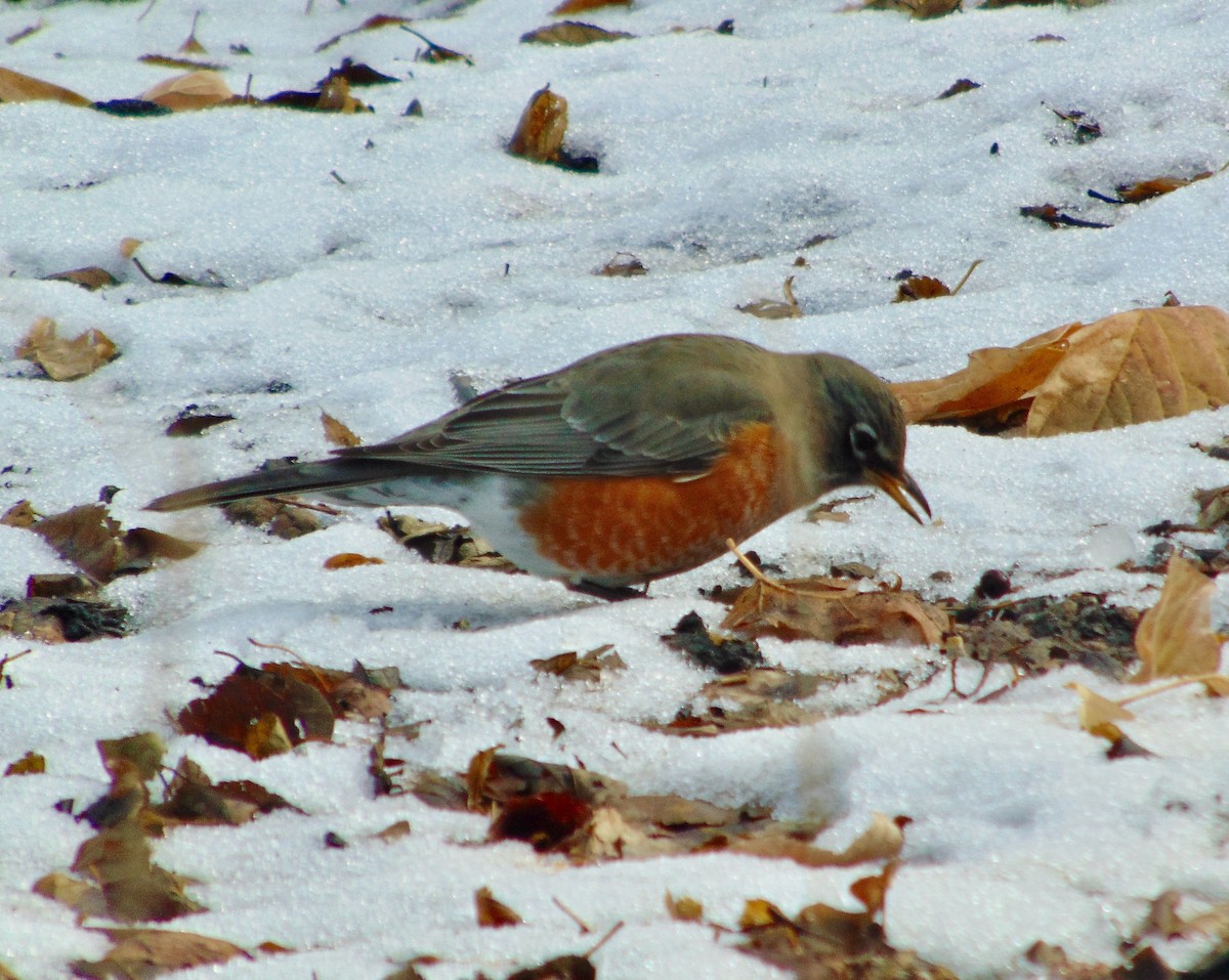 American Robin - ML621318602