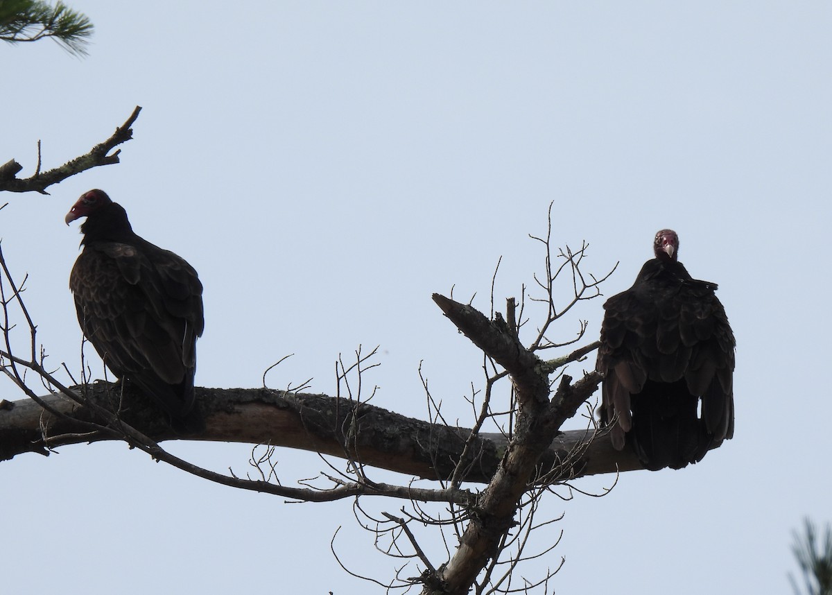 Turkey Vulture - ML621318614