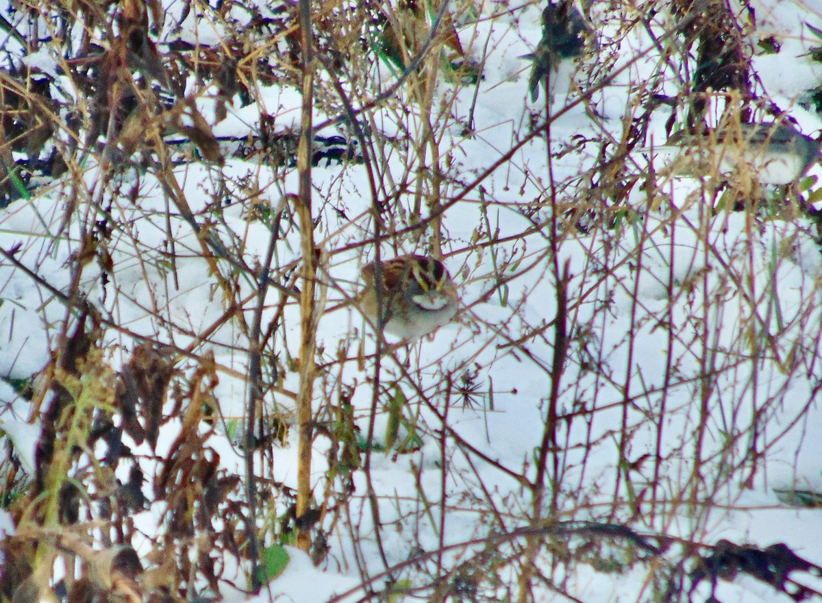 White-throated Sparrow - ML621318627