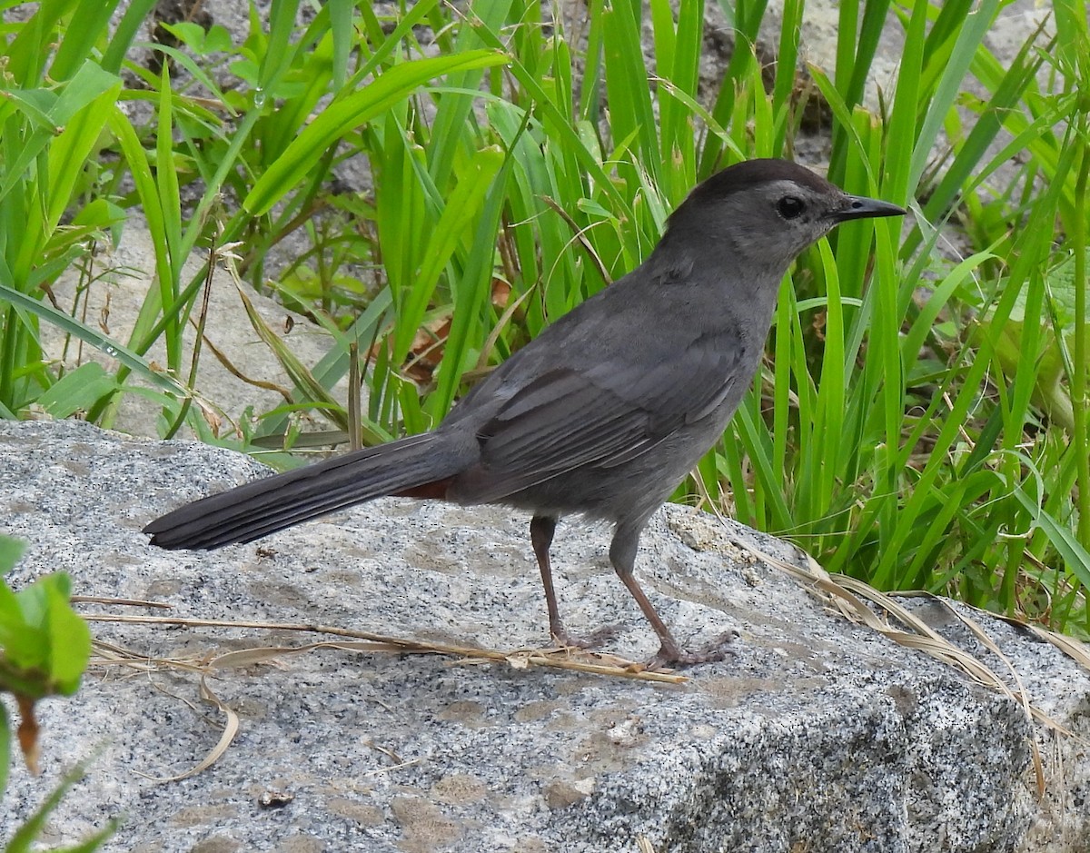 Gray Catbird - Susanne Meidel