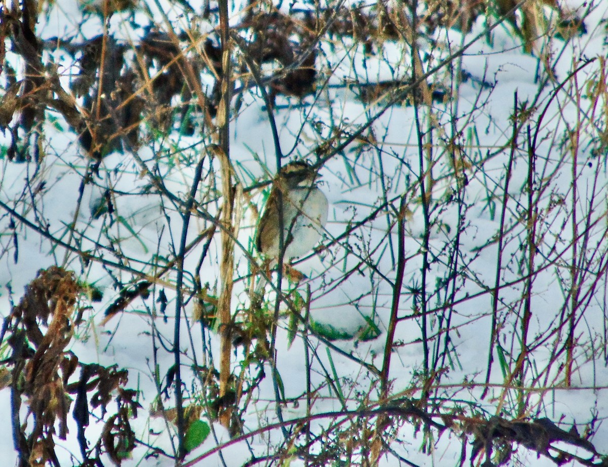 White-throated Sparrow - ML621318634