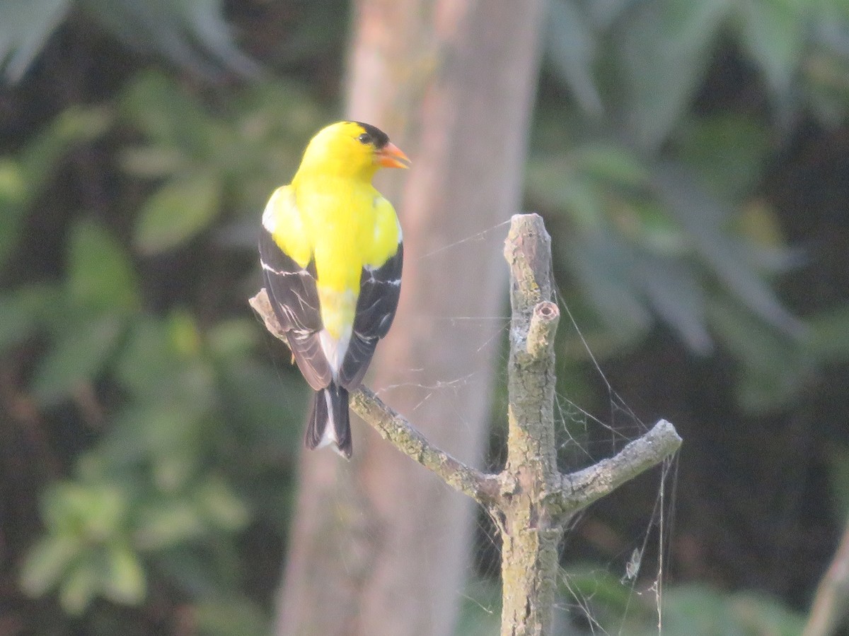 American Goldfinch - ML621318635