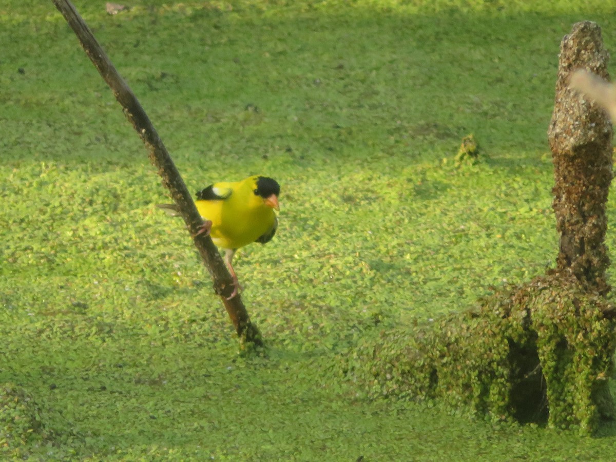 American Goldfinch - ML621318690
