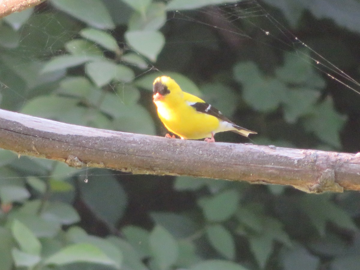 American Goldfinch - ML621318719