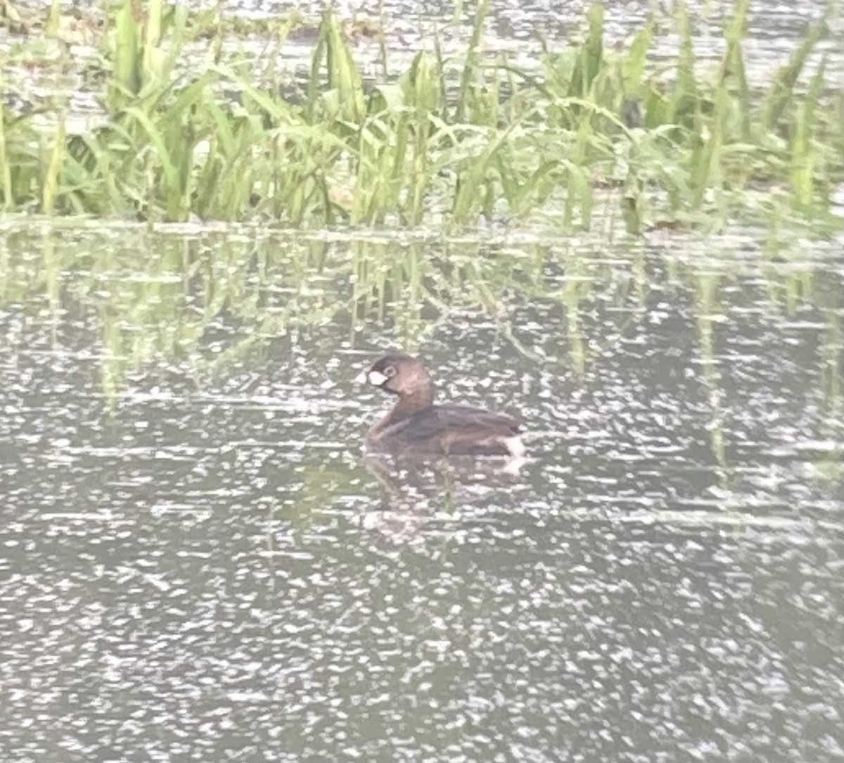 Pied-billed Grebe - ML621318790