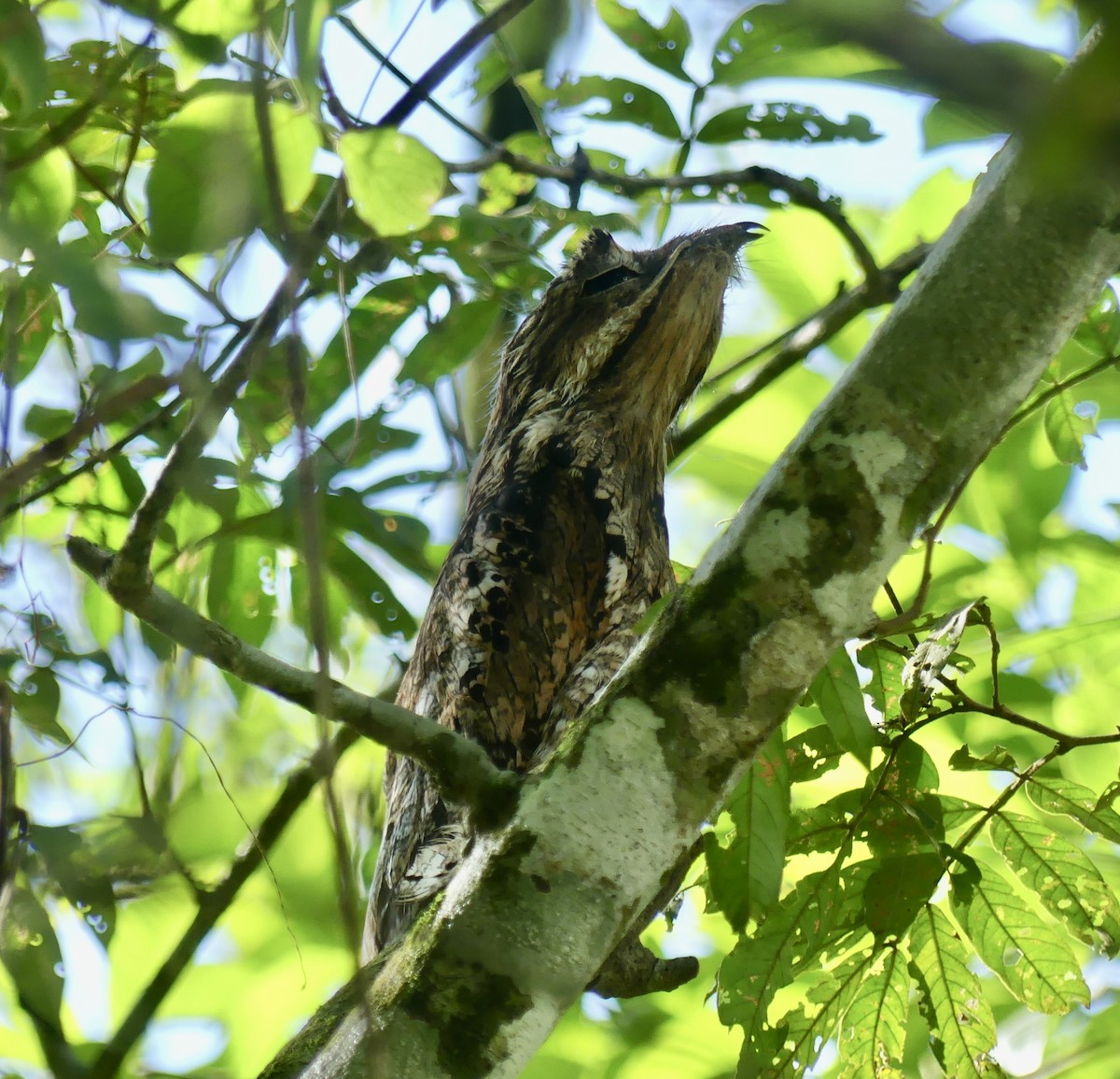 Common Potoo - ML621318812