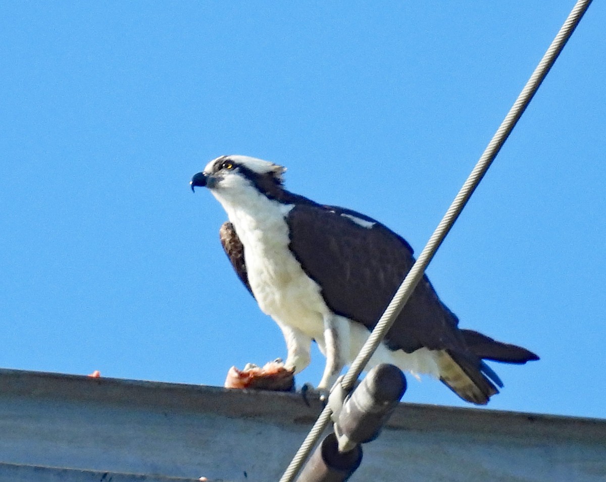 Osprey - ML621318865