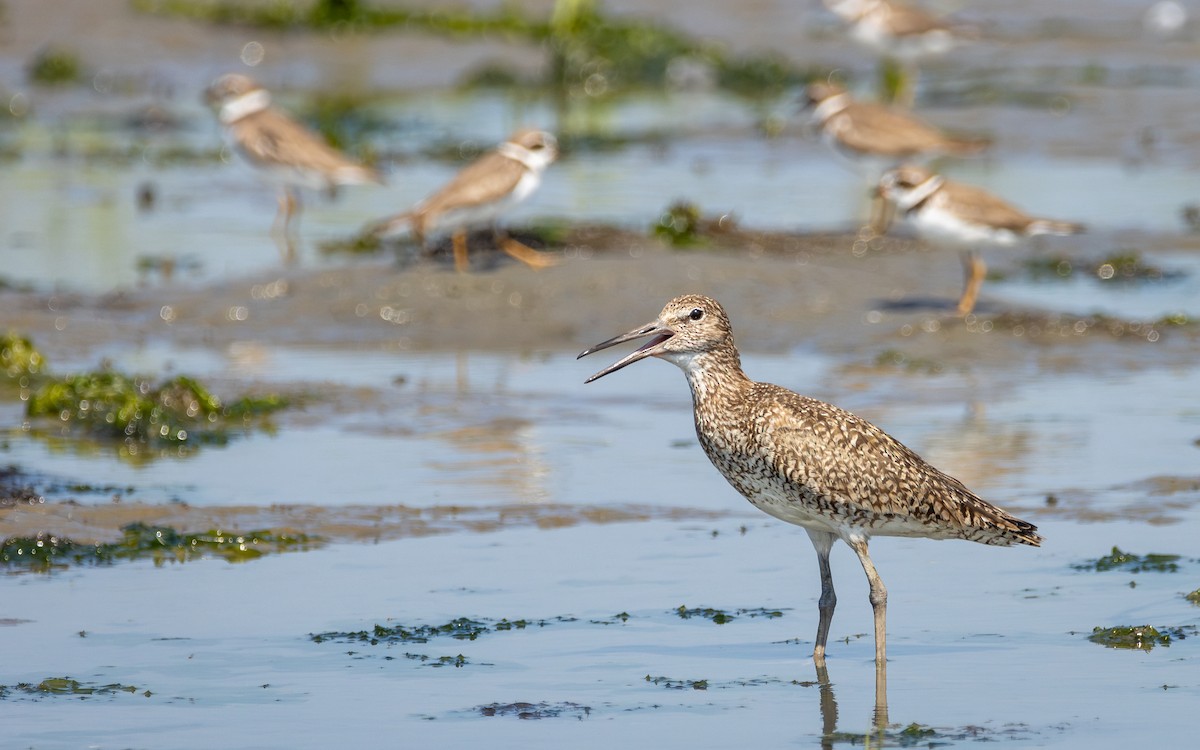 Willet - Atlee Hargis