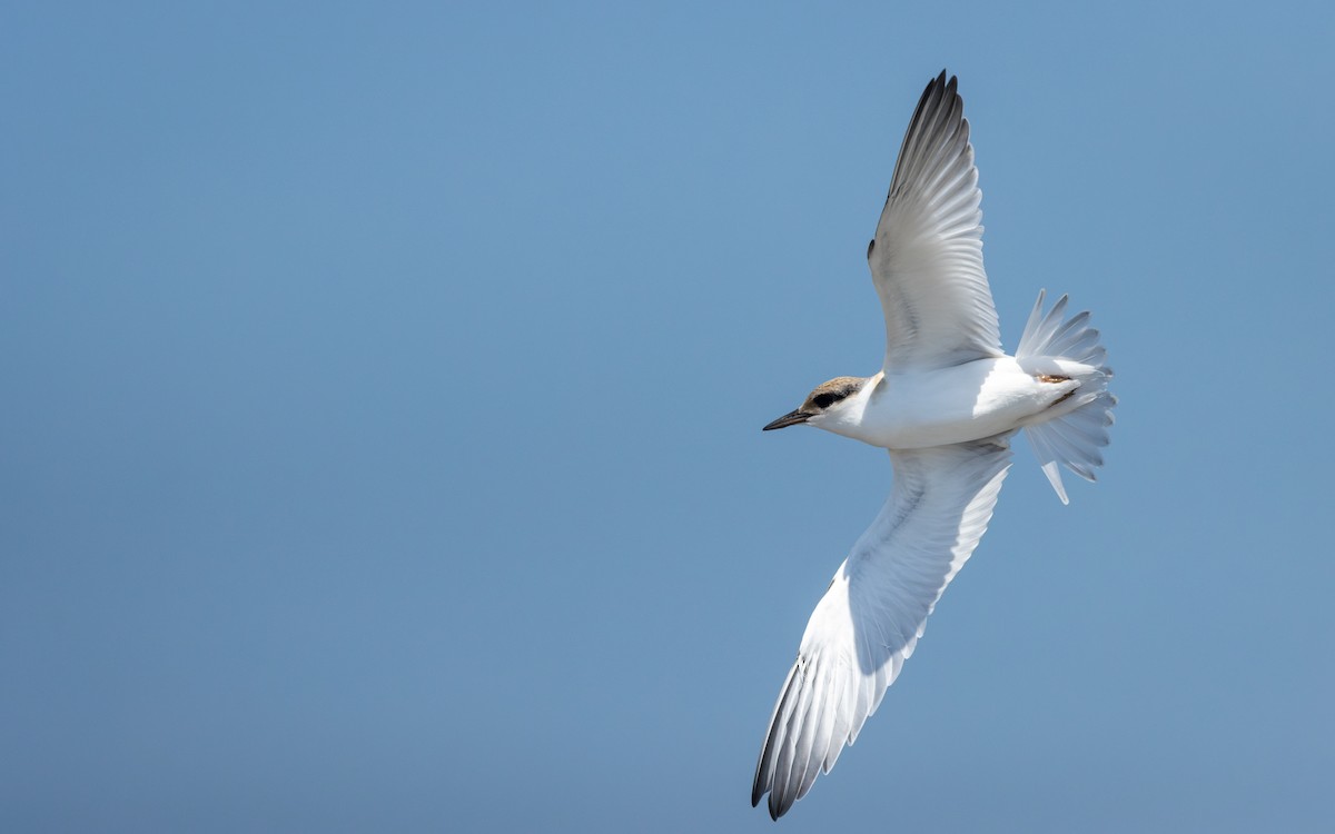 Least Tern - ML621318895