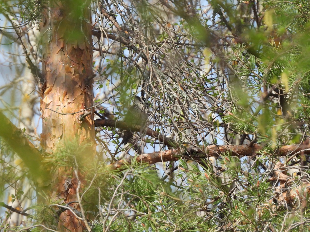 Eurasian Three-toed Woodpecker (Eurasian) - ML621318902