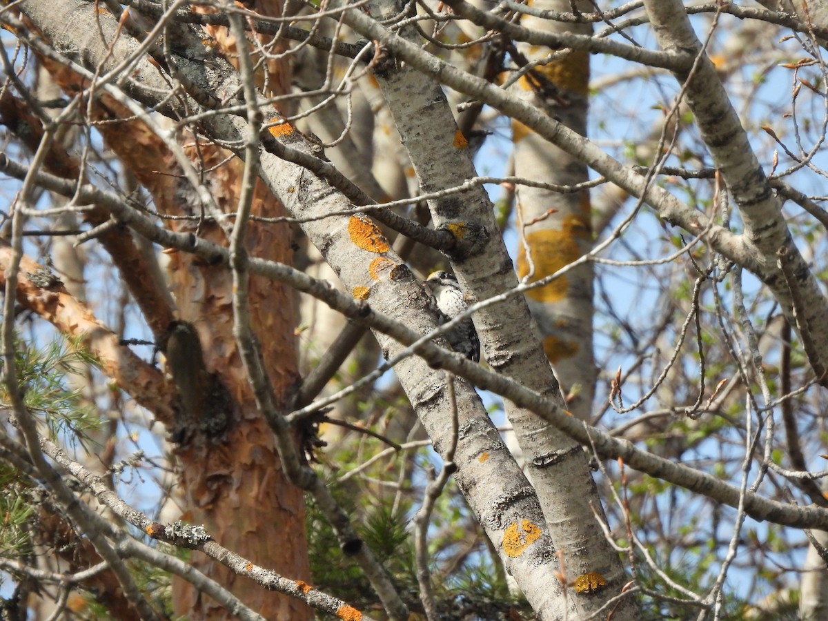 Eurasian Three-toed Woodpecker (Eurasian) - ML621318910