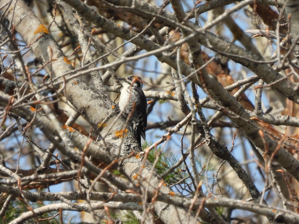 Eurasian Three-toed Woodpecker (Eurasian) - ML621318926