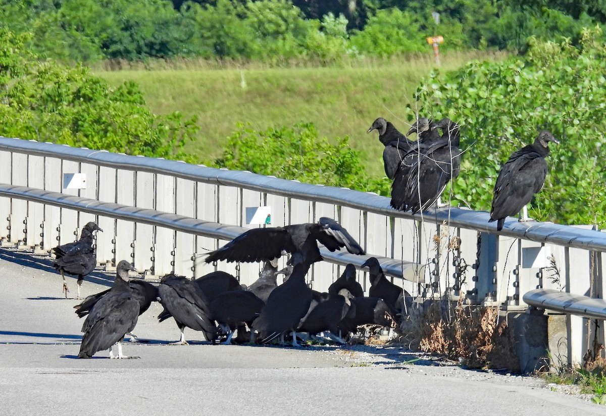 Black Vulture - ML621318944