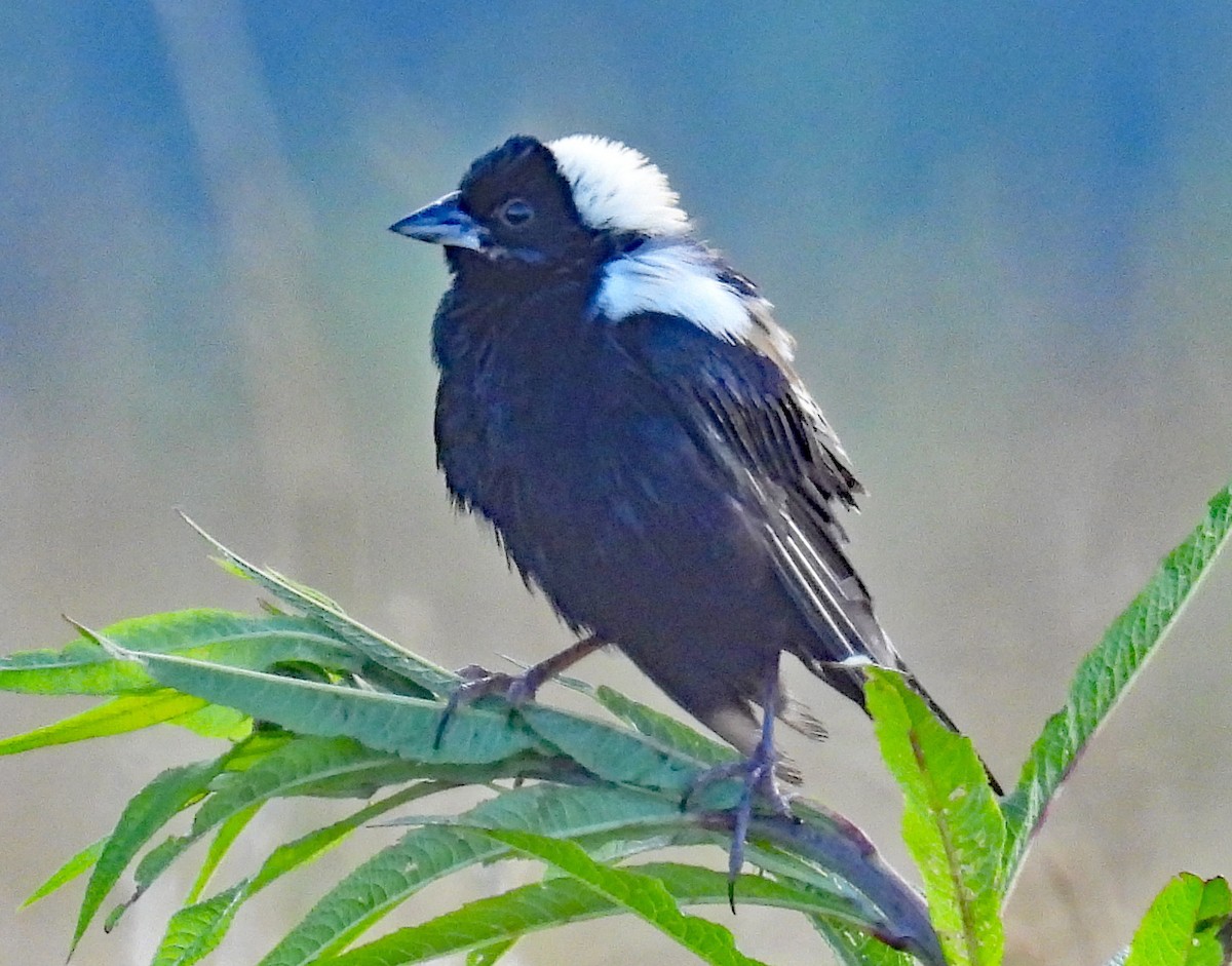 Bobolink - ML621319001