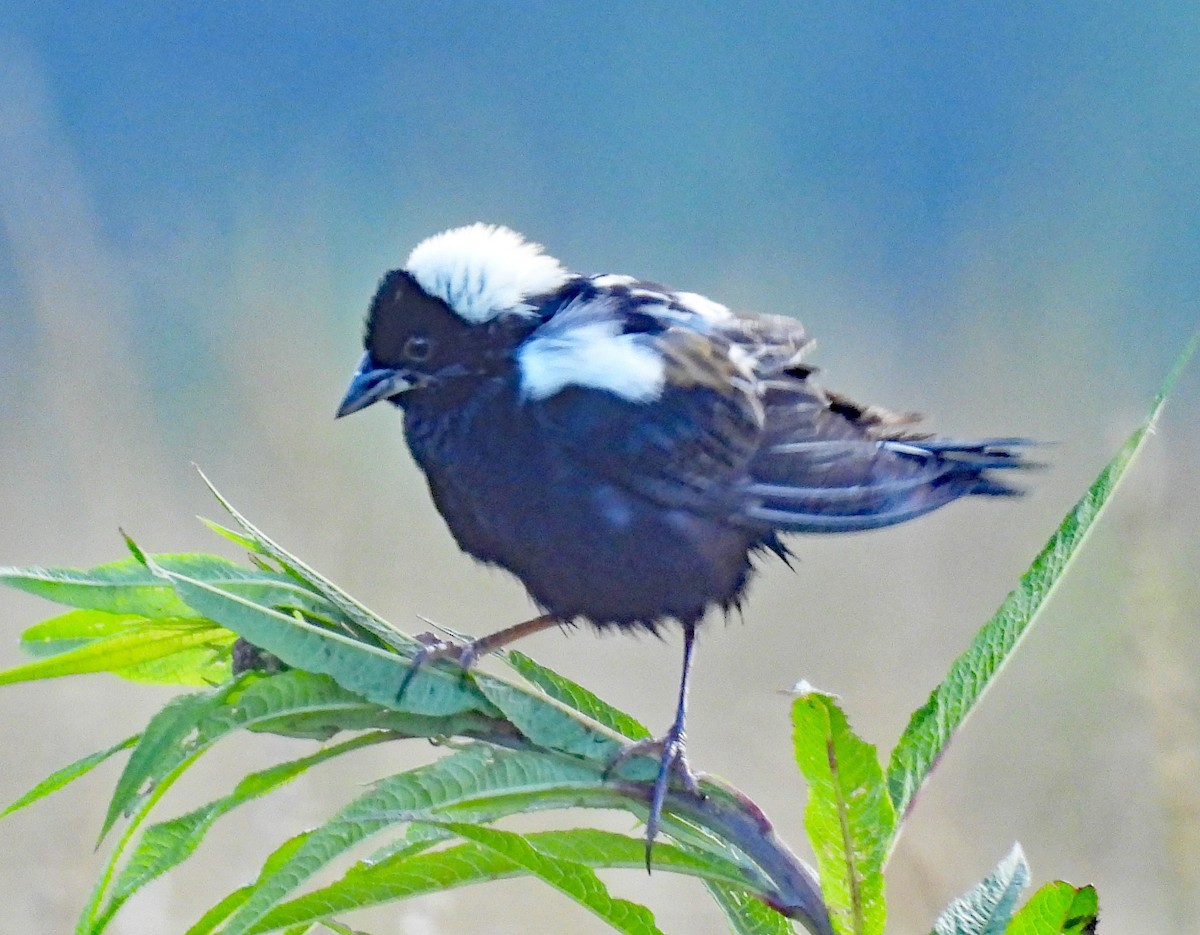 Bobolink - ML621319002