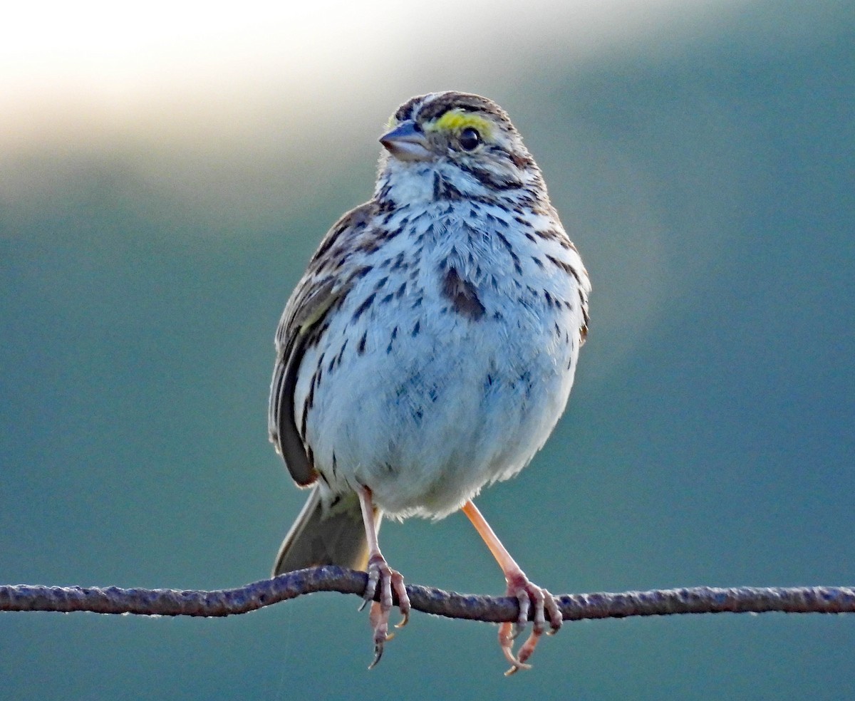 Savannah Sparrow - ML621319012